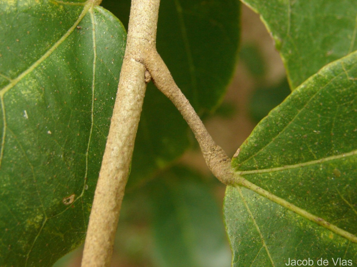 Pityranthe verrucosa Thwaites